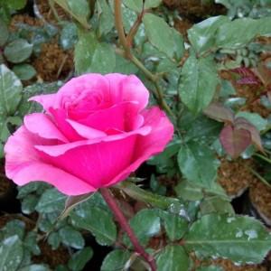 Anggia Prasetiyo profile icon