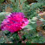 Anggia Prasetiyo profile icon