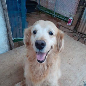 Baikaow Au profile icon