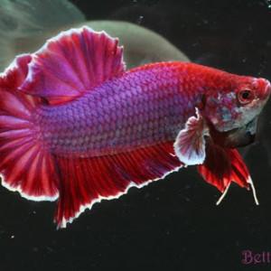 reni oktavia profile icon