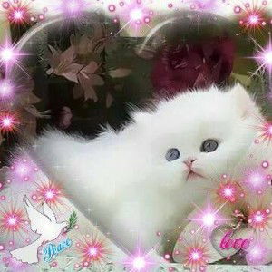 Sinar Cahaya profile icon