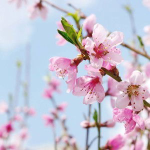 Alang Mungki Lestari profile icon