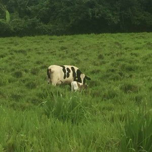 Jumbo Jet profile icon