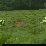 Jumbo Jet profile icon