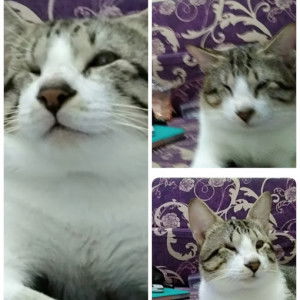 juli memes profile icon