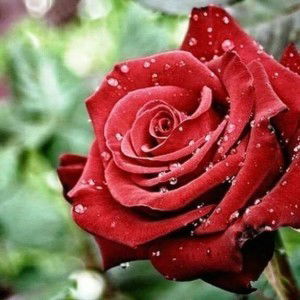 bintang brian profile icon