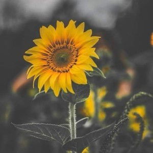 エリザベス エリザベス profile icon