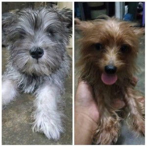 charity rosete profile icon