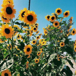 Cristina Mahinay profile icon