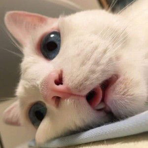 Mayen Morales Bornel profile icon