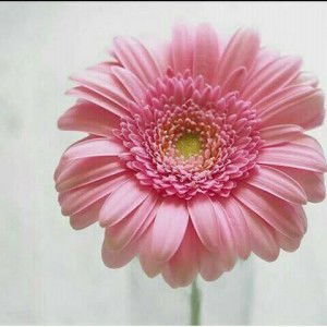 Wahyuni Rohim profile icon