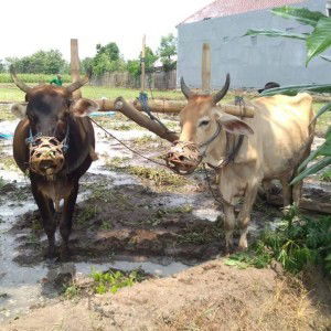 Rohmahindri Habsari profile icon