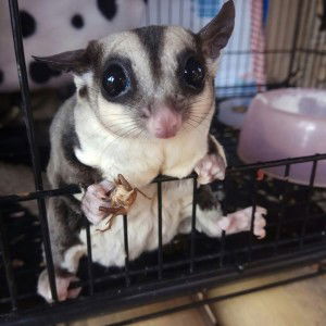 Mayasari profile icon