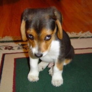 K. Chuanlacon profile icon