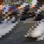 Aey Jang profile icon