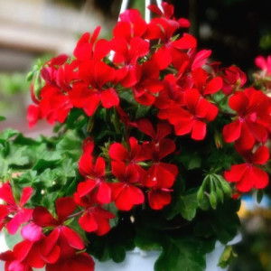 dian fitriani profile icon