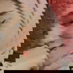 Indri Mustika profile icon