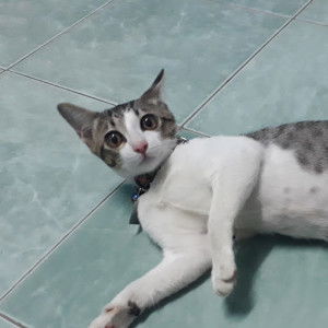 แมวเหมียว บุญหลง profile icon