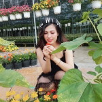 Lê Liễu profile icon