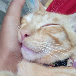 Hajaratul Salwa profile icon