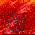 nor fazilah profile icon