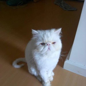 แฮปปี้ ทาม profile icon