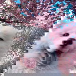 trà my profile icon