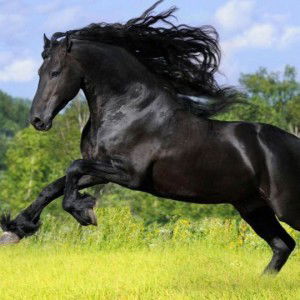 Harvey Yap KF profile icon