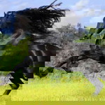 Harvey Yap KF profile icon