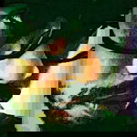 Aer Uzyindy profile icon