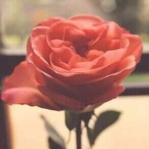 Nurselvina Indrawaty profile icon