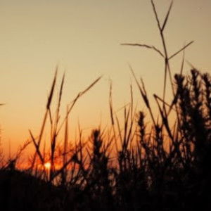 Deis Nursiwi profile icon