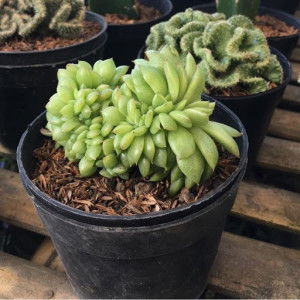 Anis WJ profile icon