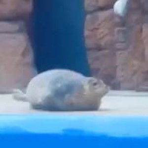 WhitetoSensei Sua profile icon