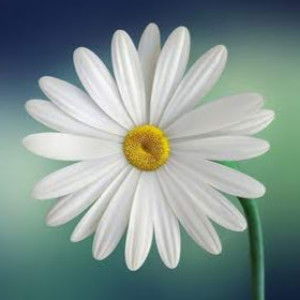 Siti Nurmira profile icon