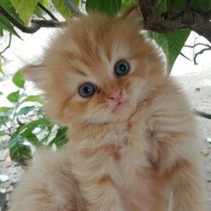 Tyas Rahayu Ningsih profile icon