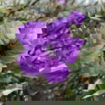 Zinc Vdim profile icon