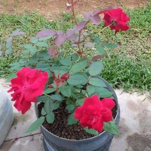 RHinie Adjja profile icon