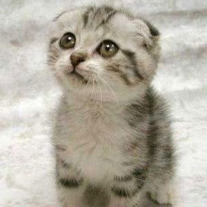 Anna Setyawan profile icon