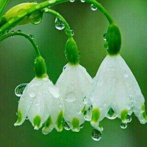 Maya Widyasari profile icon