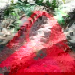 LisChiya Part II profile icon