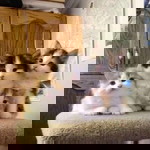 Grace Dalupan Solante profile icon