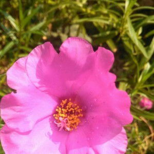 Siti Duwi profile icon