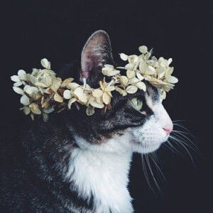 Sri Marifa profile icon