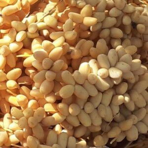 Nicky Kore profile icon