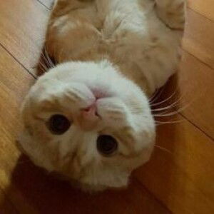 Afifah Zahra profile icon