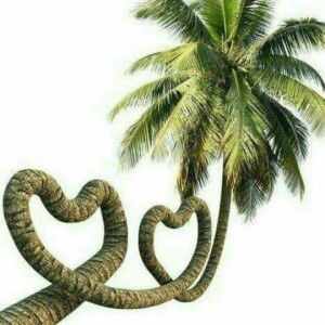 Thao Tran profile icon