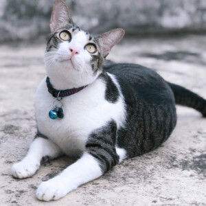 kanamon saetae profile icon