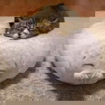 GG 1416 profile icon