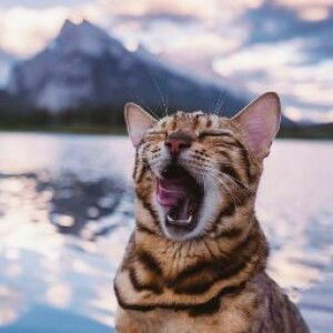 Venny Anjarwati profile icon